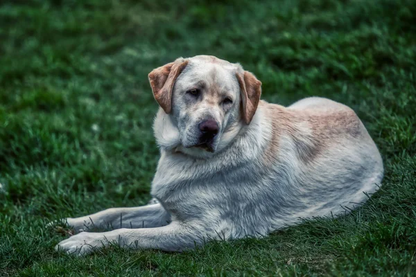 Retrato de cão golden retriever, descansando sobre gras verde — Fotografia de Stock