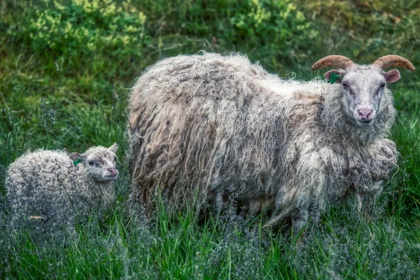 Retrato de ovelhas icelândicas típicas, mãe com cordeiro — Fotografia de Stock