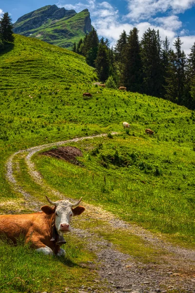 Vacas Pasto Montanha Durante Uma Caminhada Pelos Alpes Suíços Verão — Fotografia de Stock