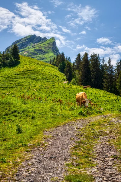 Kühe Auf Einer Alm Während Einer Wanderung Durch Die Schweizer — Stockfoto