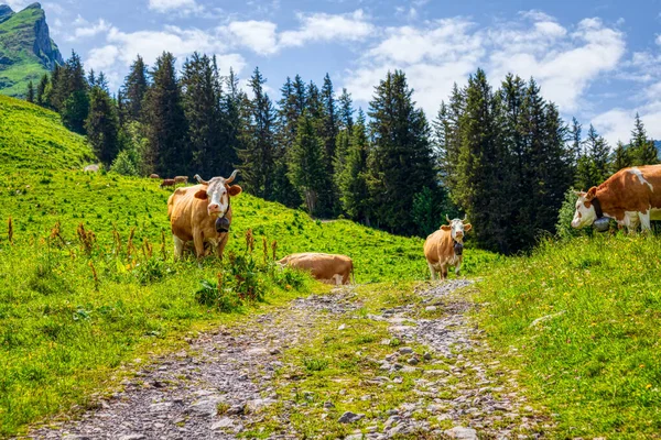 Tehenek Hegyi Legelőn Túrázás Közben Svájci Alpokban Nyáron — Stock Fotó