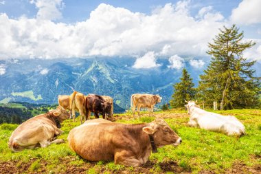 İsviçre Alpleri 'nde yaz yürüyüşü sırasında çayırdaki tipik İsviçre inekleri.