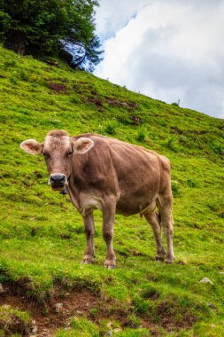 İsviçre Alpleri 'nde yaz yürüyüşü sırasında çayırdaki tipik İsviçre ineği.