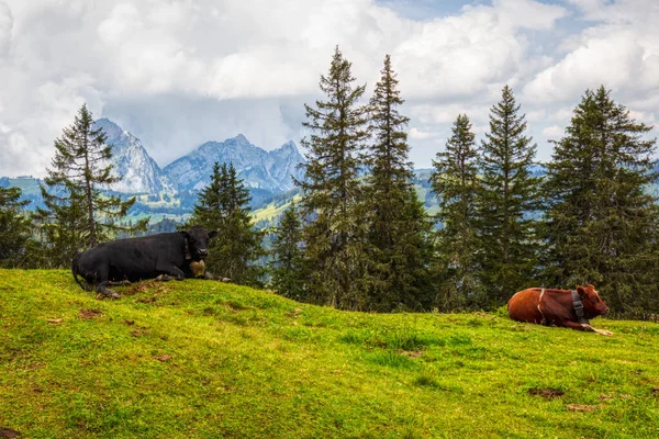 Vaches Suisses Typiques Dans Pâturage Alpin Dans Les Alpes Suisses — Photo