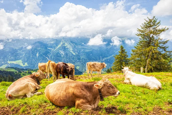 Vacas Suíças Típicas Pasto Alpino Nos Alpes Suíços Durante Uma — Fotografia de Stock