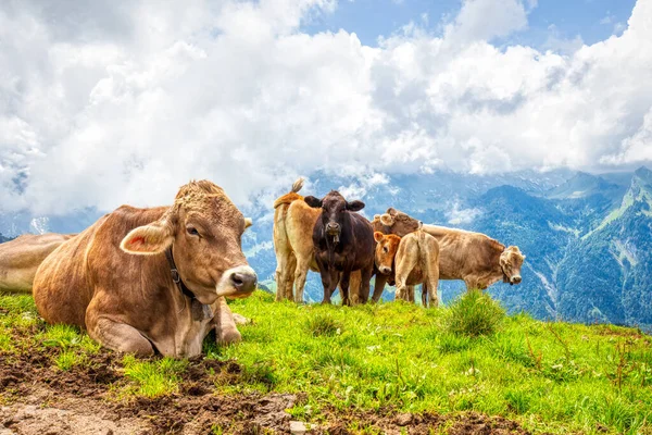 Vacas Suíças Típicas Pasto Alpino Nos Alpes Suíços Durante Uma — Fotografia de Stock