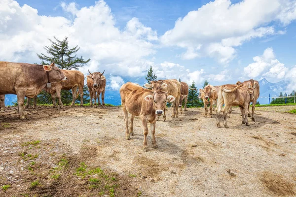 Vacas Suíças Típicas Pasto Alpino Nos Alpes Suíços Durante Uma — Fotografia de Stock