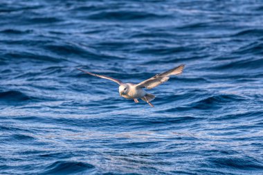 Güzel Martı İzlanda 'da okyanusun üzerinde uçuyor, vahşi yaşam