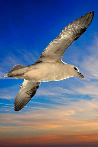 Prachtige Zeemeeuw Vliegend Oceaan Ijsland Wilde Dieren — Stockfoto