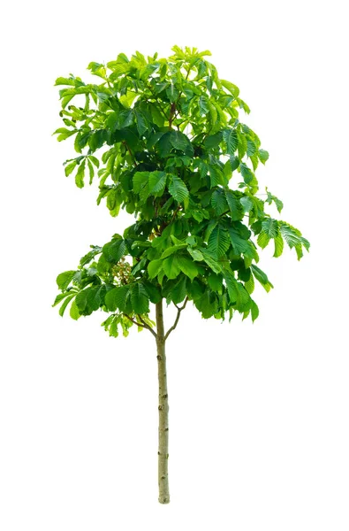 Зеленое Дерево Белом Фоне — стоковое фото