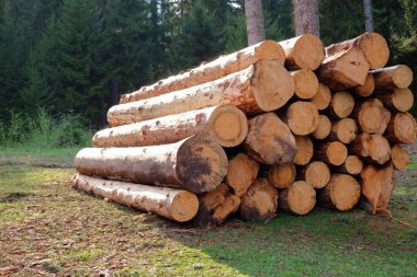 ağaç günlükleri küme içinde birbiri üstüne yığılmış