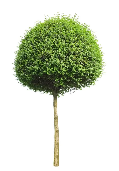 Albero Isolato Sfondo Bianco — Foto Stock