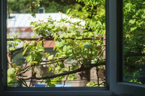 Rama Uva Con Hojas Verdes Frescas Través Ventana Abierta — Foto de Stock