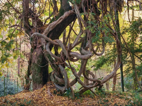 Vridna Tropiska Träd Höstens Skog — Stockfoto