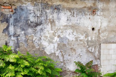Bitkiler ile kaba dokulu eski püskü duvar
