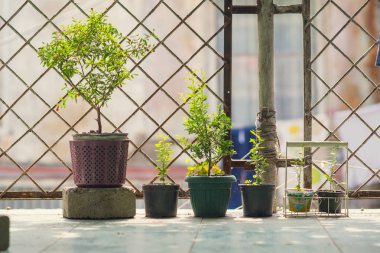 Balkon Saksı bitkileri