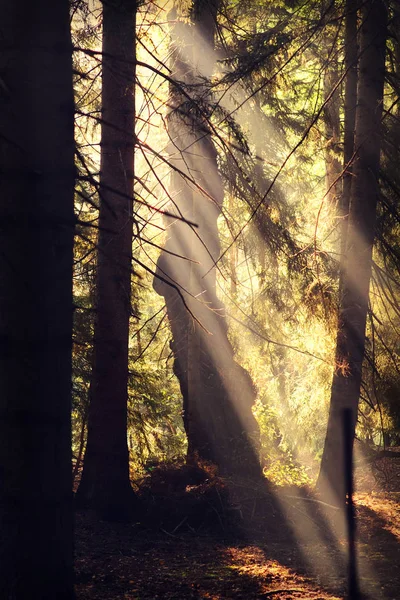 Herfst bos op neer — Stockfoto