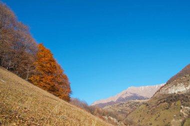Derin mavi gökyüzü ile sonbahar manzara