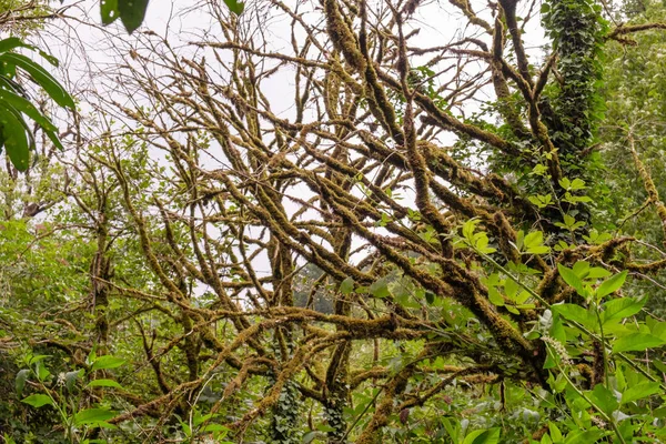 苔で覆われた木の枝 — ストック写真