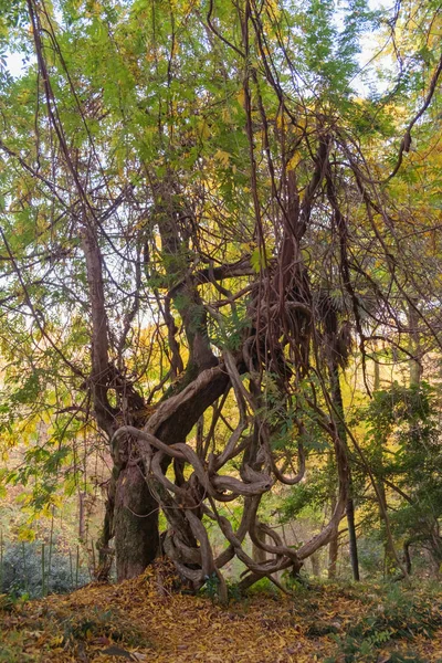 秋の森のツイストの熱帯高木 — ストック写真