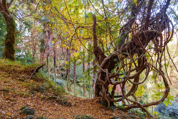 Verdrehter Tropenbaum Herbstwald — Stockfoto