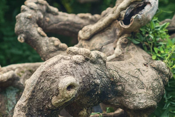 ツイストの熱帯木の枝 セレクティブ フォーカス — ストック写真