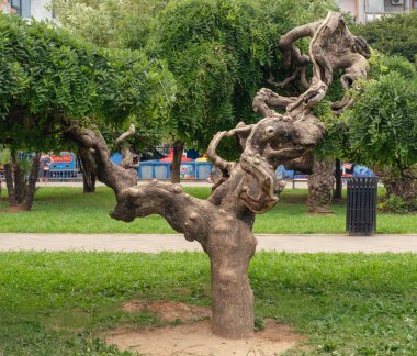 Tropik ağaç parkta bükülmüş