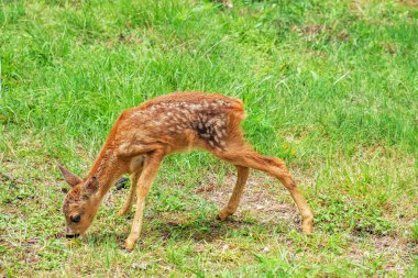 alanında küçük karaca