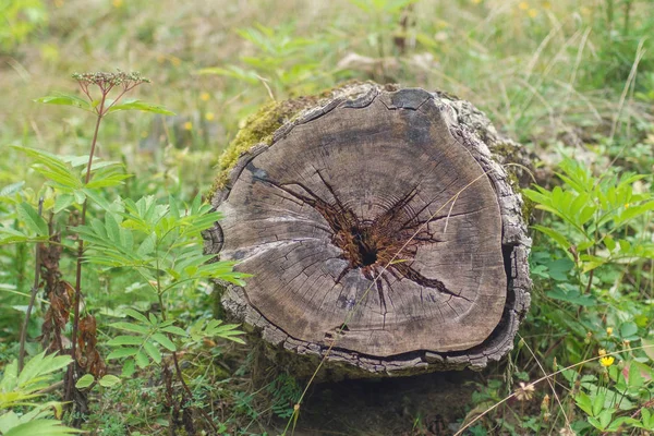 eski kahverengi ahşap saplama alanında