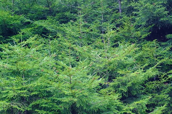 Νεαρά Πεύκα Δάσος Πράσινο Φόντο — Φωτογραφία Αρχείου