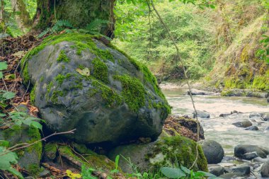 Büyük taş yosun nehir kıyısında/EC