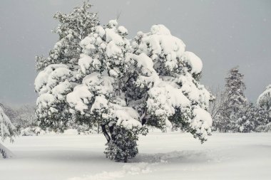 Kış parkında karla kaplı ağaç