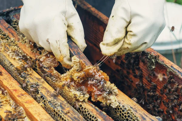 Пчеловод Белых Перчатках Вытаскивает Соты Пчелиного Улья — стоковое фото