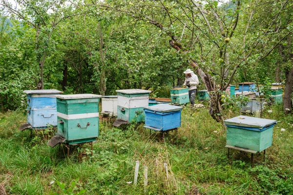 Пчеловод Удаляет Соты Пчелиного Улья Саду — стоковое фото