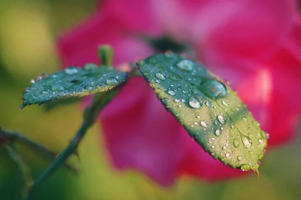 Water drops on a rose green leaf