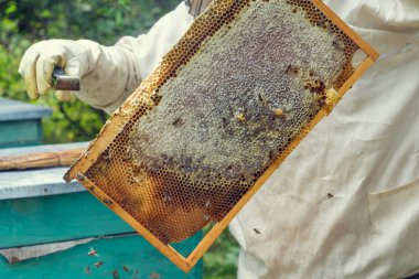 Bir kare petek arı kovanı--dan kaldırma arıcı