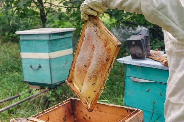 Odstranění Rámečku Voštinový Úlu Včelaře — Stock fotografie