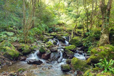 Nehirde dağ orman, yosunlu kayalar