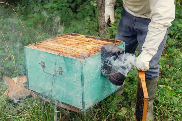 Imker Verwijderen Van Een Frame Van Honingraat Van Bijenkorf — Stockfoto