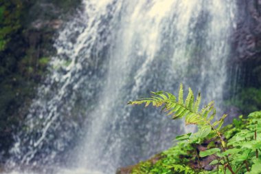 Fern yaprak bulanık şelale arka plan ile
