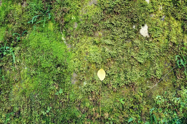 Groene Mos Blad Textuur Natuurlijke Achtergrond — Stockfoto