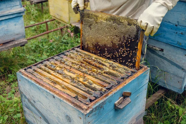 Пчеловод Удаляет Соты Пчелиного Улья — стоковое фото