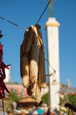 Mısır asılı ile bulanık arka plan açık Kuru