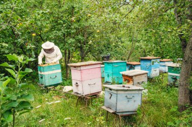 Bir çerçeve petek arı kovanı Bahçe kaldırarak arıcı