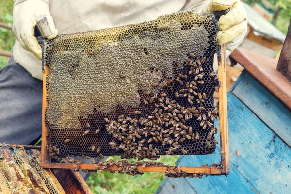 Пчеловод Удаляет Соты Пчелиного Улья — стоковое фото