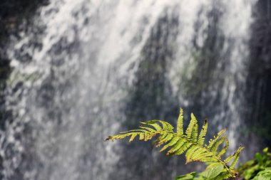 Fern yaprak bulanık watefall arka plan ile