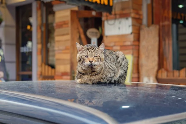 Eine Katze Sitzt Auf Dem Dach Eines Autos — Stockfoto