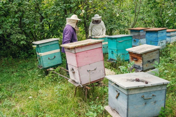 Пчеловоды Вынимают Раму Пчелиного Улья Саду — стоковое фото