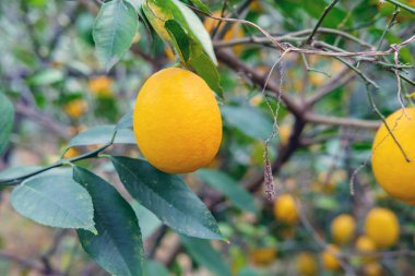 Limon ağacı, yeşil yaprakları arka plan dallarında
