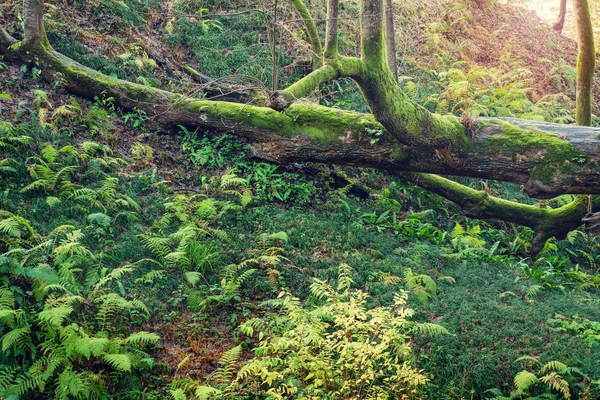 緑の熱帯雨林の倒木 — ストック写真